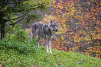 An adult male eurasian gray wolf (Canis lupus lupus) stands on a green meadow on hilly terrain. A