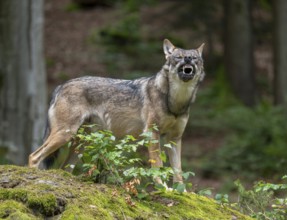 Wolf (Canis lupus) standing on a moss-covered rock and baring its teeth, captive, Bavarian Forest