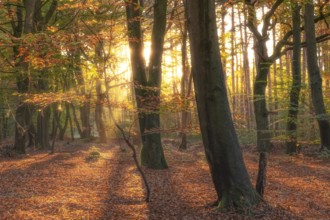 View of an autumnal beech forest at sunset, Neustadt am Rübenberge, Hanover region, Lower Saxony,