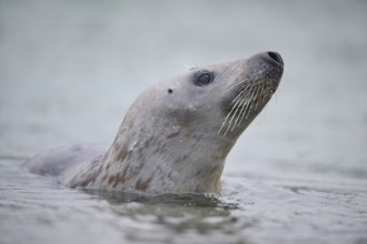 Grey seal (Halichoerus grypus) looking out of the water while swimming in the sea, Düne, Helgoland,
