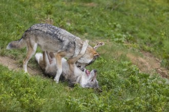 Two adult male eurasian gray wolves (Canis lupus lupus) playing on a green meadow