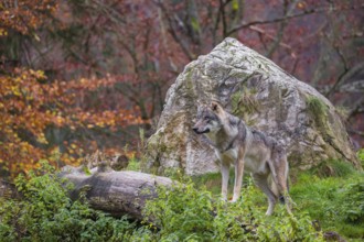 An adult male eurasian gray wolf (Canis lupus lupus) stands on a log in front of a rock, observing