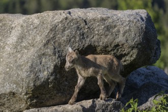 One baby ibex (Capra ibex) walking between rocks. Some green vegetation around
