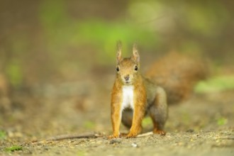 Red squirrel (Sciurus vulgaris) in a forest, Bavaria, Gernany