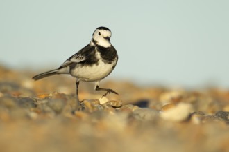 Pied wagtail (Motacilla alba) adult bird walking on a shingle beach, England, United Kingdom,