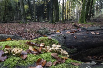 Sulphur tuft (Hypholoma fasciculare), Emsland, Lower Saxony, Germany, Europe