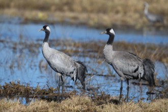 Common crane (Grus grus), Hornborga, Sweden, Europe