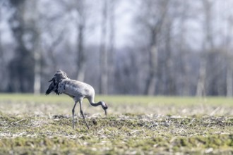 Crane (Grus grus), Emsland, Lower Saxony, Germany, Europe