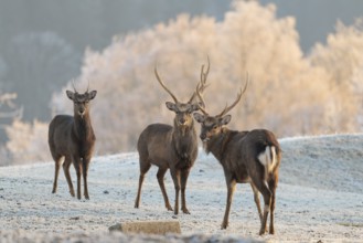 Three Japanese sika deer stags (Cervus nippon nippon) stand on a meadow in hilly terrain. A forest