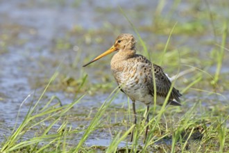 Black-tailed godwit (Limosa limosa) walking in shallow water in a moor, Ochsenmoor, Dümmer See,