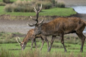 Red deer (Cervus elaphus) adult stag with big antlers and brocket, young second year male with