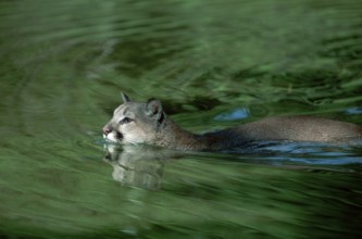 Cougar (Felis concolor), side
