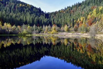 Trees reflected in the Sankenbachsee, Karsee, autumn, near Baiersbronn, Freudenstadt district,