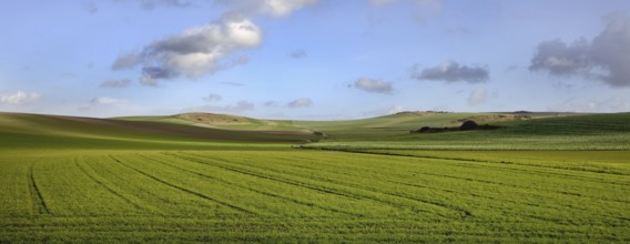 Agricultural landscape showing fields at the French Opal Coast, Côte d'Opale, France, Europe