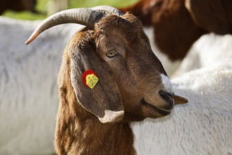 Boer domestic goat (Capra aegagrus hircus) with ear tag, animal portrait, Schleswig-Holstein,