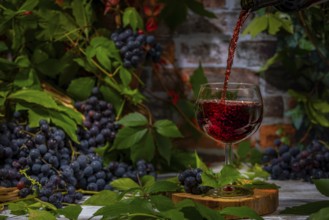 Pouring wine into glass surrounded by blue burgundy grapes in front of brick wall with leaves