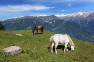 Horses grazing in Himalayas mountains. Near Manali, above Kullu Valley, Himachal Pradesh, India,