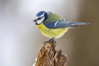 Blue Tit (parus caeeruleus) Germany