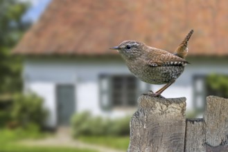 Eurasian wren (Troglodytes troglodytes) (Nannus troglodytes) perched on old weathered wooden garden