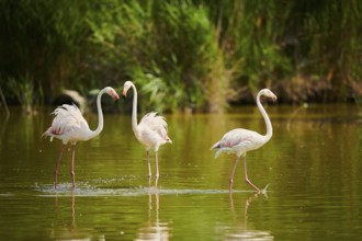 Greater Flamingos (Phoenicopterus roseus) walking in the water, Parc Naturel Regional de Camargue,