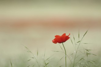 Poppy flowers (Papaver rhoeas) and grasses in Karlstadt drylands, single, one, blossom, nature,