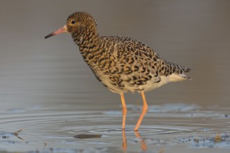 Ruff (Philomachus pugnax) in shallow water, Burgenland, Austria, Europe