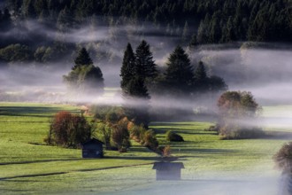 Morning atmosphere, fog near Oberstdorf, Oberallgäu, Bavaria, Germany, Europe