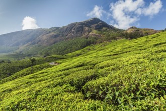 Evergreen Tea plantations of indian tea, Munnar, Kerala, South India