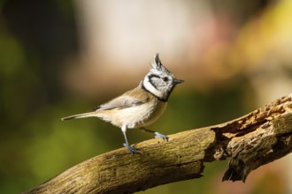 Crested Tit (Parus cristatus), Germany, Europe