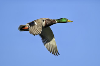 Mallard (Anas platyrhynchos), drake in flight, Lake Zug, Canton Zug, Switzerland, Europe