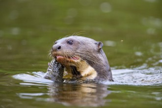 Giant otter (Pteronura brasiliensis) Pantanal Brazil