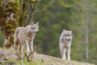 Two grey wolves (Canis lupus lupus) stand on a hill and watch something