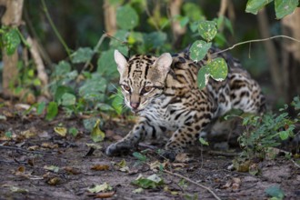 Ocelot (Felis pardalis) Pantanal Brazil