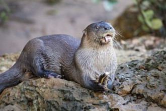 Southern river otter (Lontra longicaudis) Pantanal Brazil