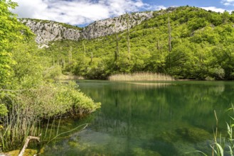 The River Cetina in the Cetina Gorge near Omis, Croatia, Europe