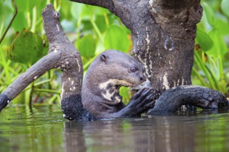 Giant otter (Pteronura brasiliensis) Pantanal Brazil