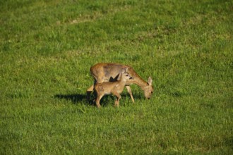 Roe deer (Capreolus capreolus) doe with fawn Germany