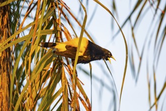 Yellow-rumped cacique (Cacicus cela) Pantanal Brazil