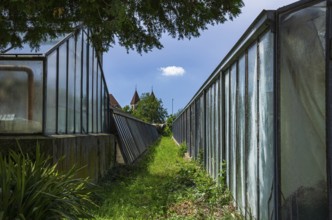 Greenhouses bear witness to the tradition of vegetable growing in the Niederzell district on the