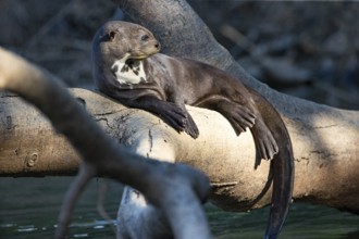 Giant otter (Pteronura brasiliensis) Pantanal Brazil