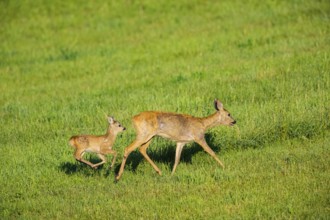 Roe deer (Capreolus capreolus) doe with fawn Germany