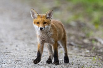 Fox (Vulpes vulpes) puppy Germany