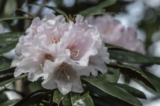 Rhododendron blossom (Rhododendron Teddy Bear), Emsland, Lower Saxony, Germany, Europe
