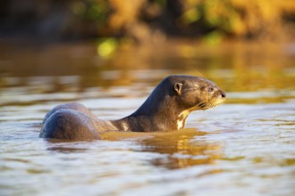 Giant otter (Pteronura brasiliensis) Pantanal Brazil