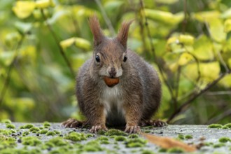 Eurasian red squirrel (Sciurus vulgaris) on a stone, wildlife, Germany, Europe