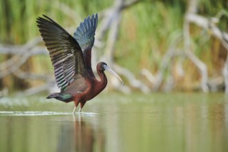 Glossy ibis (Plegadis falcinellus) cleaning its feathers in the water shaking its wings, Camargue,