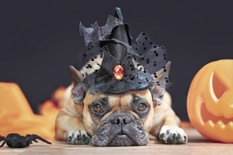 Cute French Bulldog dog with Halloween costume witch hat next to carved pumpkin lying down in front