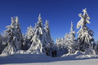 Winter landscape in the Fichtelgebirge, Bayreuth district, Upper Franconia, Bavaria, Germany,