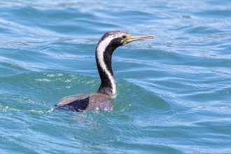 Great cormorant (Phalacrocorax carbo), Boat Cruise, Akaroa, Banks Peninsula, Canterbury, New
