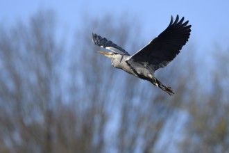 Grey heron (Ardea cinerea), in flight, Essen, Ruhr area, North Rhine-Westphalia, Germany, Europe